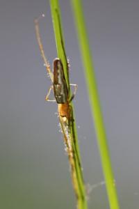 <i>Tetragnatha</i>