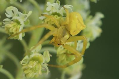 Thomisus onustus