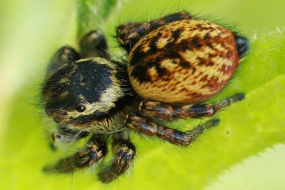 <i>Carrhotus xanthogramma</i>