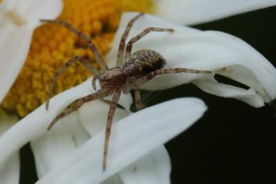 <i>Philodromus</i>