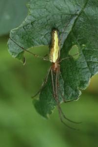 <i>Tetragnatha</i>
