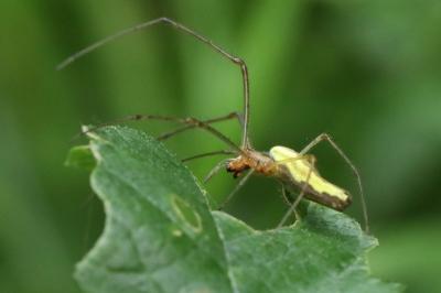 <i>Tetragnatha</i>