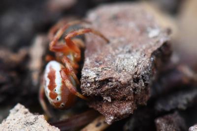 <i>Araniella displicata</i>
