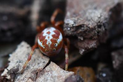 <i>Araniella displicata</i>