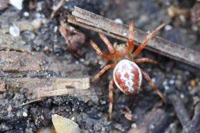 <i>Araniella displicata</i>