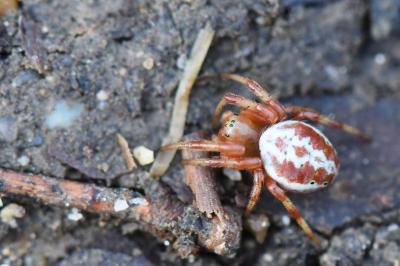 <i>Araniella displicata</i>