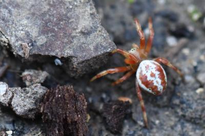 <i>Araniella displicata</i>