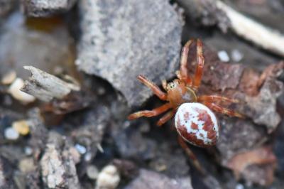 <i>Araniella displicata</i>