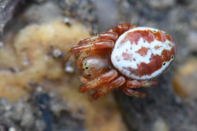 <i>Araniella displicata</i>