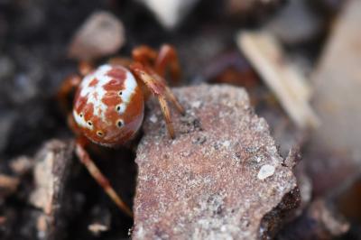 <i>Araniella displicata</i>