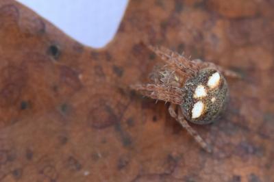 <i>Araneus</i>