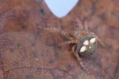 <i>Araneus</i>