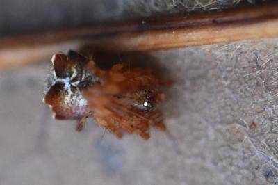 <i>Ero tuberculata</i>