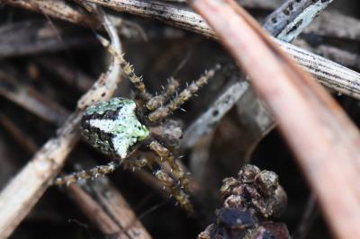 <i>Gibbaranea gibbosa</i>