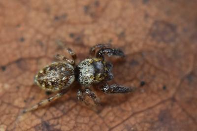 Macaroeris nidicolens