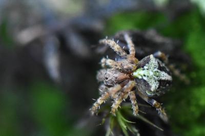 <i>Gibbaranea gibbosa</i>