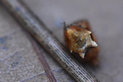 <i>Ero tuberculata</i>