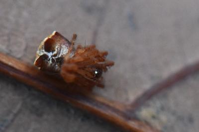 <i>Ero tuberculata</i>