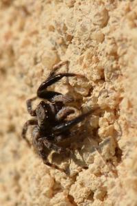 <i>Pseudeuophrys lanigera</i>