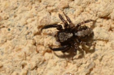 Pseudeuophrys lanigera