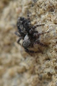 <i>Pseudeuophrys lanigera</i>