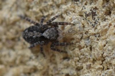 <i>Pseudeuophrys lanigera</i>