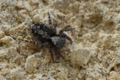 <i>Pseudeuophrys lanigera</i>