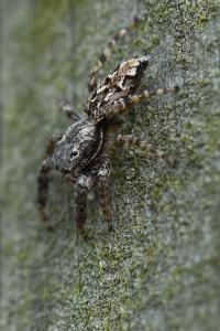 <i>Marpissa muscosa</i>
