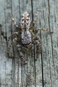 <i>Marpissa muscosa</i>