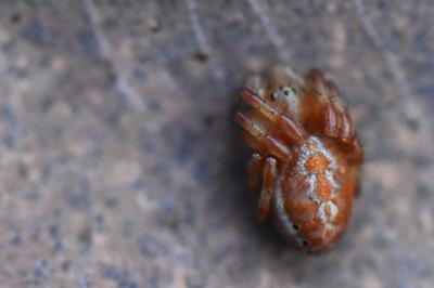 <i>Araniella displicata</i>