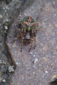 <i>Gibbaranea gibbosa</i>