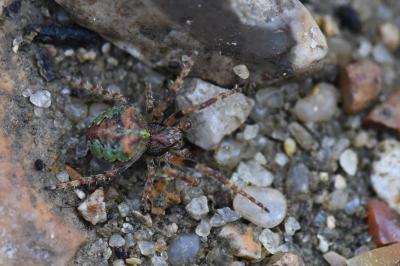 <i>Gibbaranea gibbosa</i>