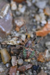 <i>Gibbaranea gibbosa</i>