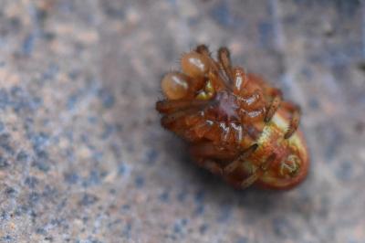 <i>Araniella displicata</i>