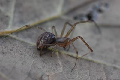 Linyphie triangulaire