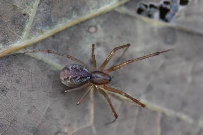 Linyphie triangulaire
