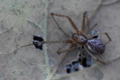 Linyphie triangulaire