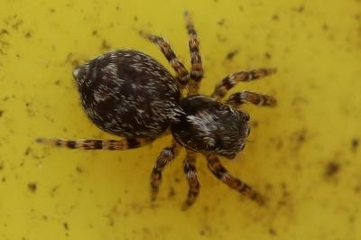 <i>Pseudeuophrys erratica</i>
