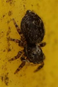 <i>Pseudeuophrys erratica</i>