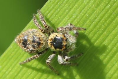 <i>Carrhotus xanthogramma</i>