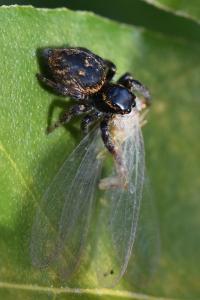 <i>Carrhotus xanthogramma</i>