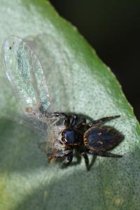 <i>Carrhotus xanthogramma</i>