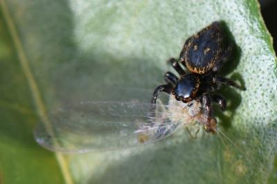 <i>Carrhotus xanthogramma</i>
