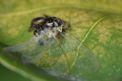 <i>Carrhotus xanthogramma</i>