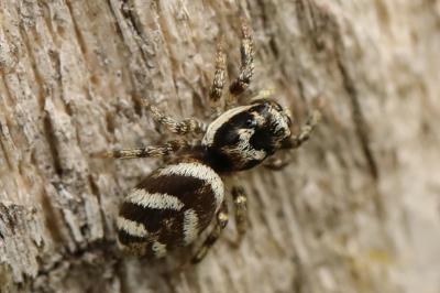Salticus scenicus