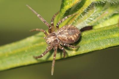 <i>Philodromus</i>