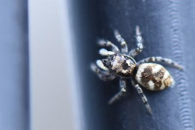 Saltique arlequin