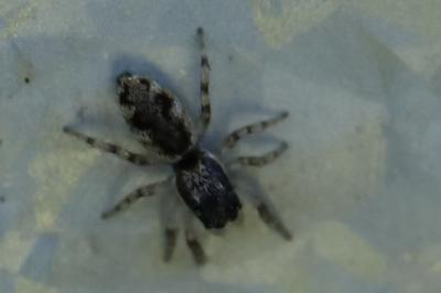 <i>Salticus zebraneus</i>