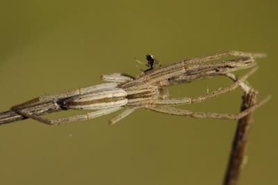 <i>Tibellus</i>