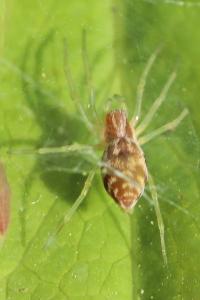 <i>Nigma flavescens</i>